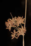 Toothed flatsedge